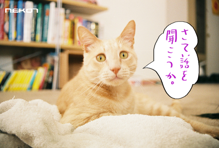 猫七 猫7