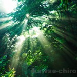 7月は29日（金）が臨時休業です