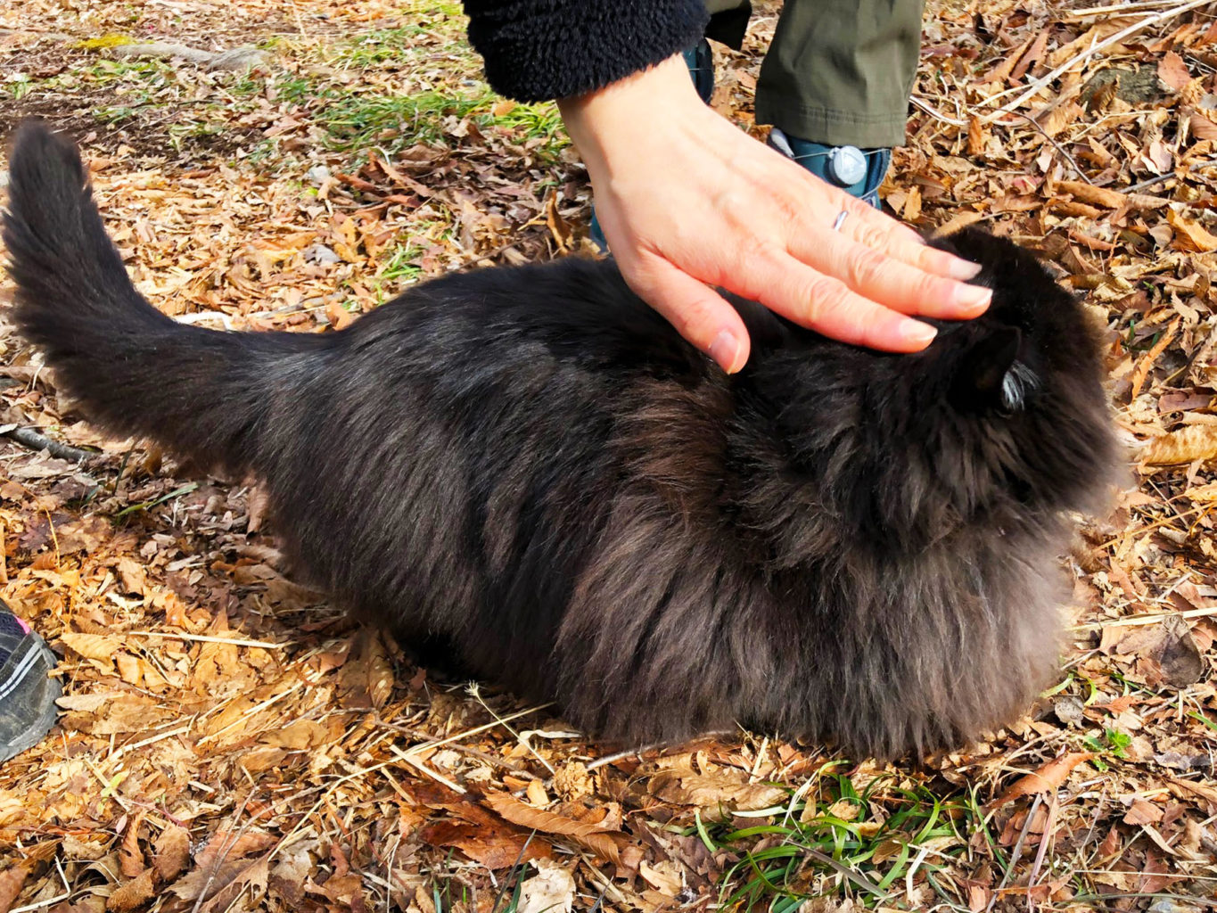 大小山登山口のもふもふ猫