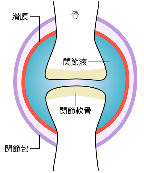 滑膜関節の構造