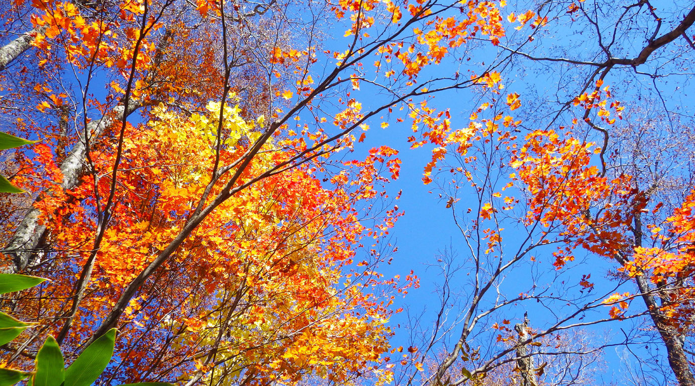 紅葉真っ盛りな会津駒ヶ岳