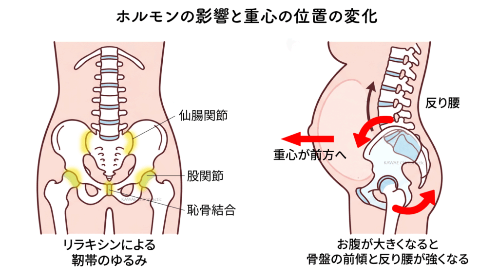 妊娠中の骨盤に起こる変化